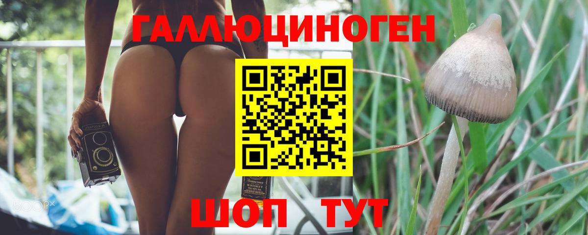 Псилоцибиновые грибы Psilocybine cubensis Ялта